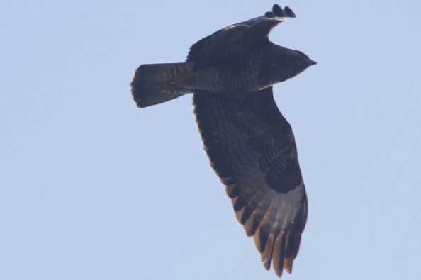 09 April 2020 - 14-52-41 
Buzzards. Don't ya just love 'em. If you're not a mouse, or a snake, or a chick, or a......
--------------------
Buzzard over Dartmouth